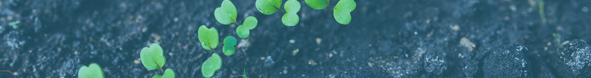 Agronomie - Analyse des sols - Analyse Foliaires - Analyses Environnementales